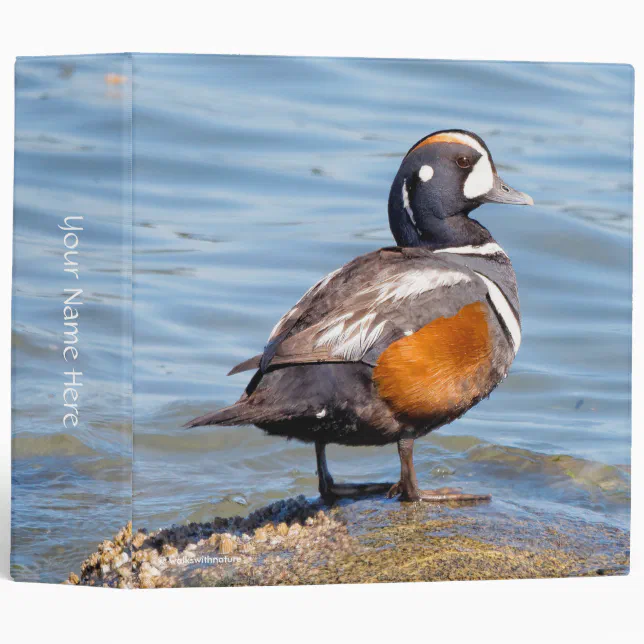 Beautiful Harlequin Duck on the Rock 3 Ring Binder