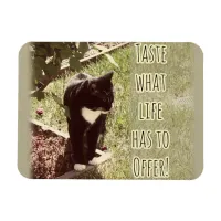 Motivational Taste of Life Cat Quote Art Fun Magnet