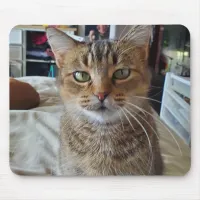 Personalized Pet Kitten Cat Photo    Mouse Pad