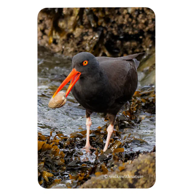 Stunning Black Oystercatcher with Clam Magnet
