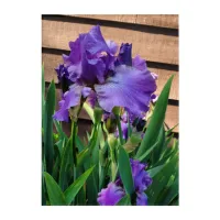 Pretty Purple Iris Floral Acrylic Print