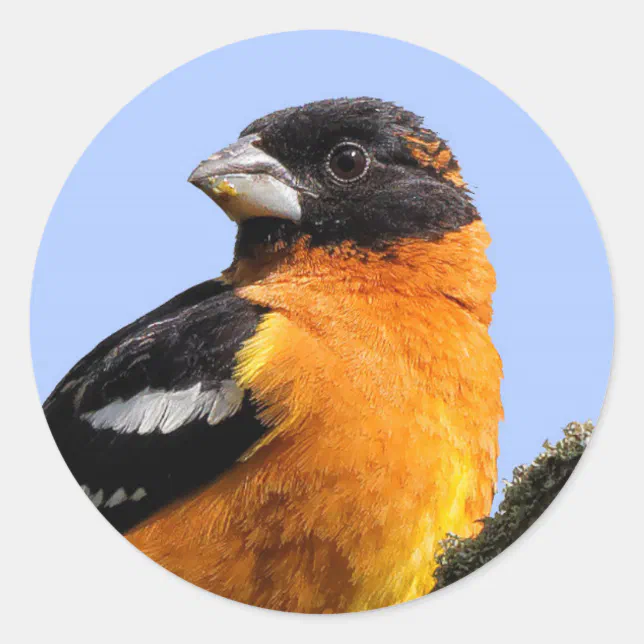 Beautiful Black-Headed Grosbeak in a Tree Classic Round Sticker