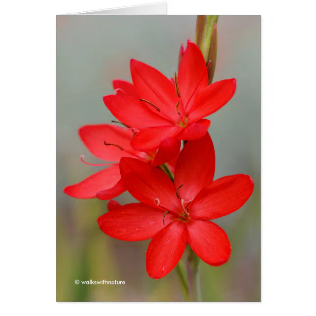 Kaffir Lily / River Lily / Hesperantha Coccinea