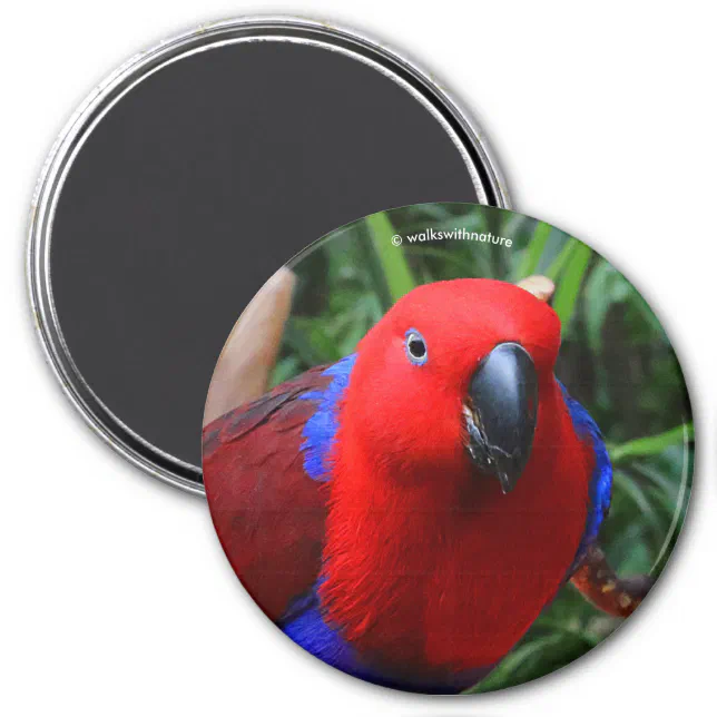 Beautiful "Lady in Red" Eclectus Parrot Magnet