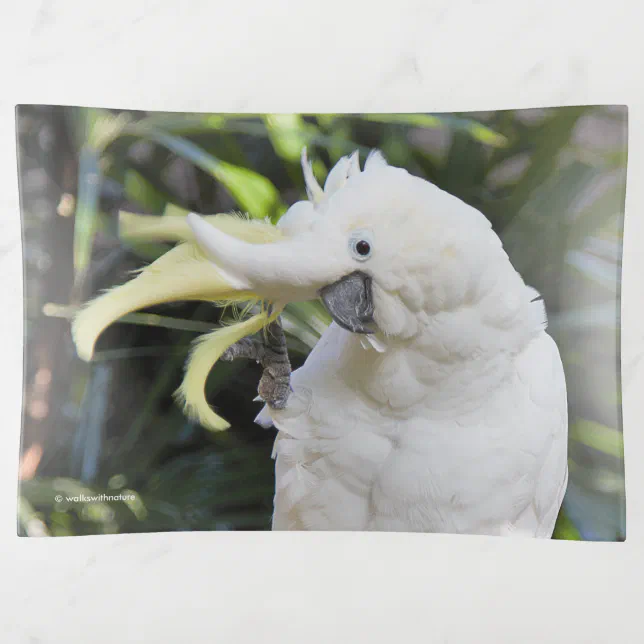 Sulfur-Crested Cockatoo Waves at the Photographer Trinket Tray