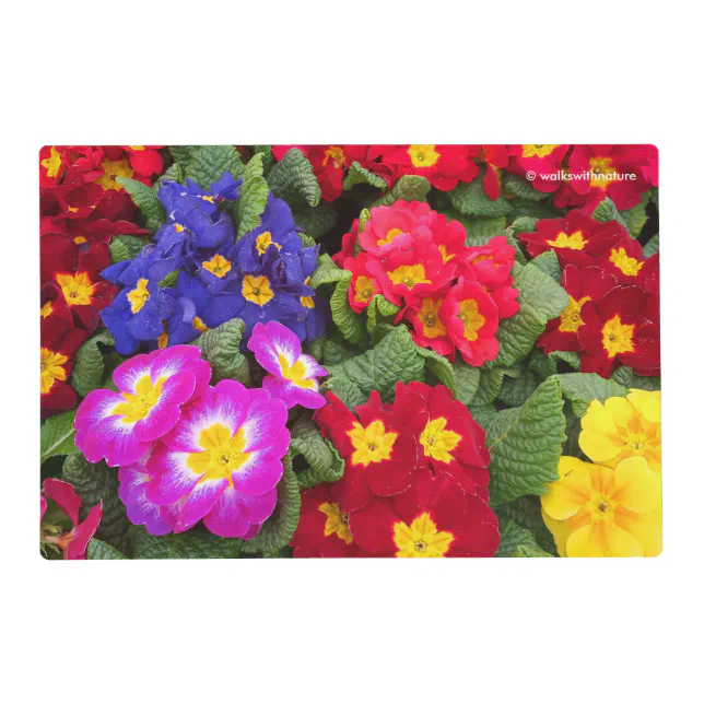 Colorful Springtime Medley of Primulas Placemat