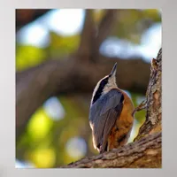 Nuthatch  bird poster