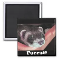 Adorable Sable Ferret Photo Magnet