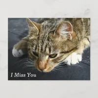 [Melancholy Cat] I Miss You Postcard