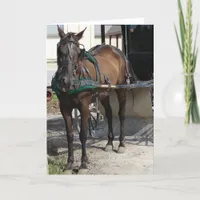 Amish Horse At the Hitching Post Card