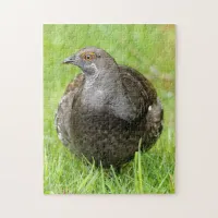 Beautiful Sooty Grouse in the Grass Jigsaw Puzzle