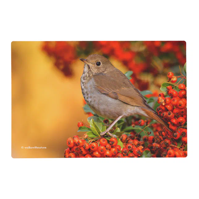 Hermit Thrush Songbird on Scarlet Firethorn Placemat