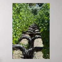 Vineyard Row of Grape Vines Poster