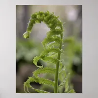 Dew Drop on Green Fern Frond Poster