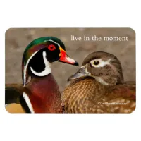 Beautiful Touching Moment Between Wood Ducks Magnet