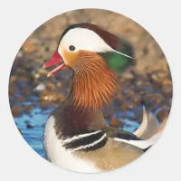 Beautiful Chatty Mandarin Duck at the Pond Classic Round Sticker