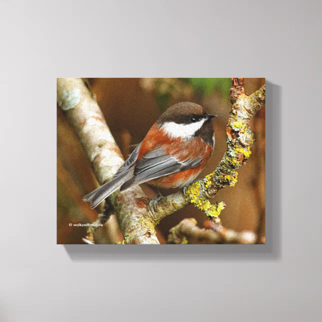 Cute Chestnut-Backed Chickadee on the Pear Tree Canvas Print