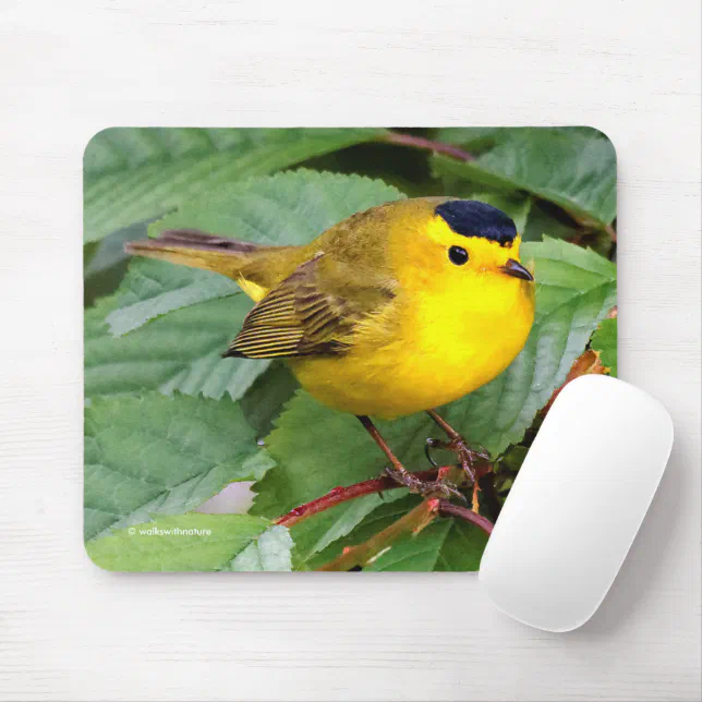 Beautiful Wilson's Warbler Songbird in Cherry Tree Mouse Pad