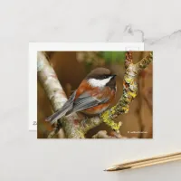 Cute Chestnut-Backed Chickadee on Pear Tree Postcard