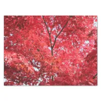 Bright Red Japanese Maple Tree Tissue Paper