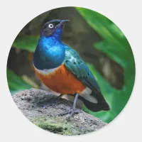 A Stunning African Superb Starling Songbird Classic Round Sticker