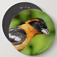 Closeup of a Handsome Black-Headed Grosbeak Button