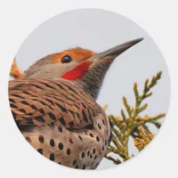 Male Red-Shafted Northern Flicker in a Tree Classic Round Sticker