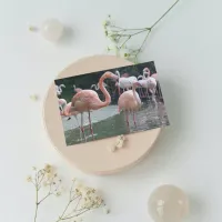 Flamingo Birds Postcard