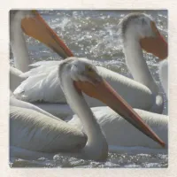 American White Pelican Nature Photography Glass Coaster
