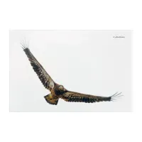 Stunning Bald Eagle Does a Flyover Acrylic Print