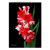 Stunning Red & White Gladiolus Sword Lilies