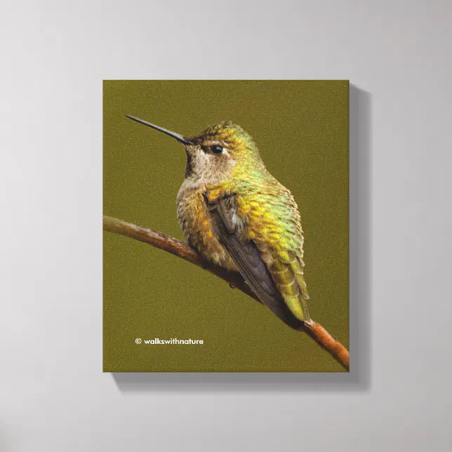 Anna's Hummingbird on the Scarlet Trumpetvine Canvas Print