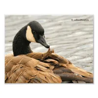 Canada Goose on the Lake Photo Print