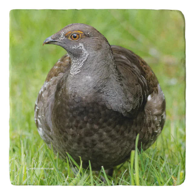 Beautiful Sooty Grouse in the Grass Trivet