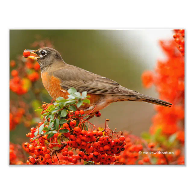 American Robin Loves Pyracantha Berries Photo Print