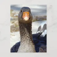 A Goose in the Park Postcard