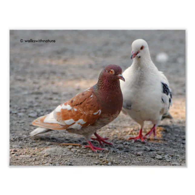 Lovey-Dovey Pigeons: Gentlemen Prefer Redheads Photo Print