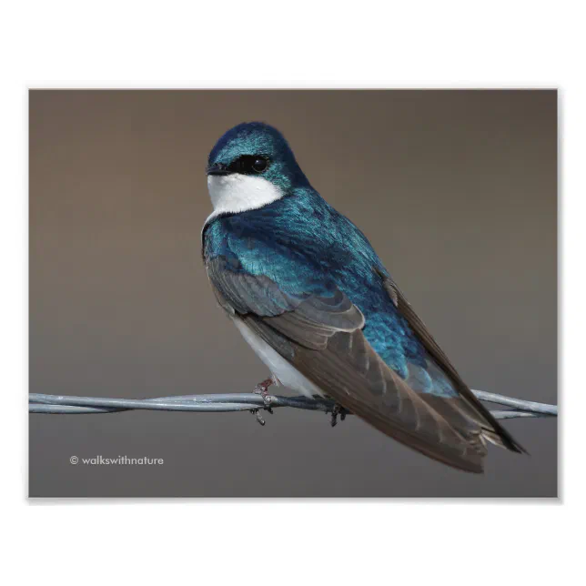 Handsome Tree Swallow: Bird on a Wire Photo Print