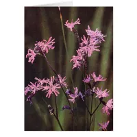 Wildflowers: Ragged Robin