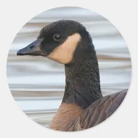 Profile of a Cackling Goose Classic Round Sticker