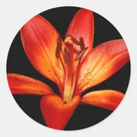 Beautiful Red Orange Asiatic Lily Gran Paradiso Classic Round Sticker