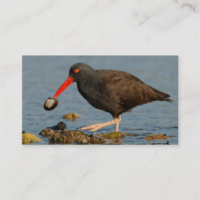 Black Oystercatcher with Clam Business Card