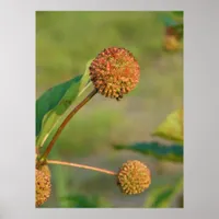 Button Bush Poster