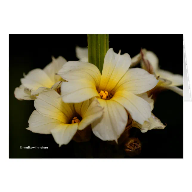 Elegant Satin Flowers on Black