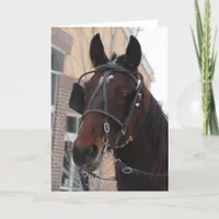 Well Hello There, An Amish Horse Card