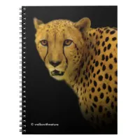 Trading Glances with a Magnificent Cheetah Notebook