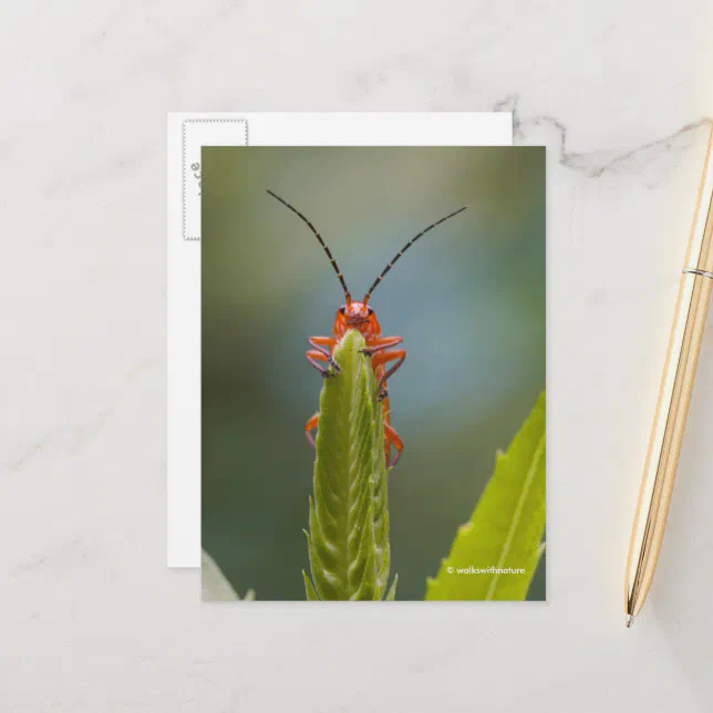 Cute Soldier Beetle Bug on False Dragonhead Postcard
