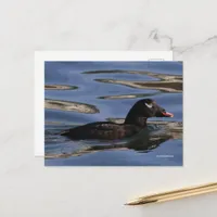 Stunning White-Winged Scoter Duck at Pier's Edge Postcard