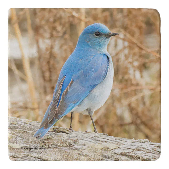 Beautiful Mountain Bluebird on Beach Driftwood Trivet