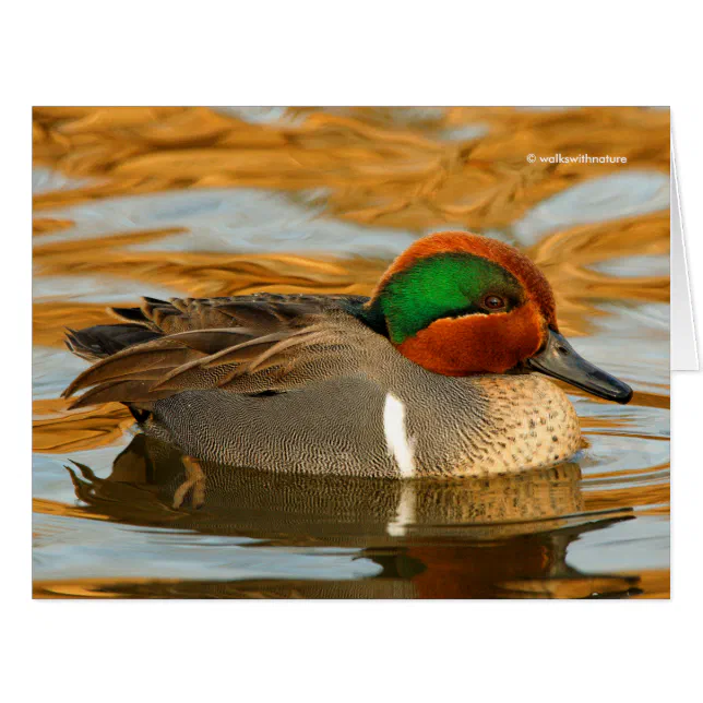 Handsome Green-Winged Teal Duck on Golden Pond
